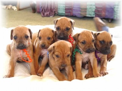 Arizona Rhodesian Ridgeback Puppies | The premier Kennel for Rhodesian ...